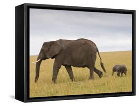 African Elephant and Baby (Loxodonta Africana), Masai Mara National Reserve, Kenya-Sergio Pitamitz-Framed Stretched Canvas