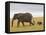African Elephant and Baby (Loxodonta Africana), Masai Mara National Reserve, Kenya-Sergio Pitamitz-Framed Stretched Canvas