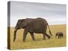 African Elephant and Baby (Loxodonta Africana), Masai Mara National Reserve, Kenya-Sergio Pitamitz-Stretched Canvas