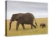 African Elephant and Baby (Loxodonta Africana), Masai Mara National Reserve, Kenya-Sergio Pitamitz-Stretched Canvas