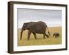 African Elephant and Baby (Loxodonta Africana), Masai Mara National Reserve, Kenya-Sergio Pitamitz-Framed Photographic Print