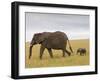 African Elephant and Baby (Loxodonta Africana), Masai Mara National Reserve, Kenya-Sergio Pitamitz-Framed Photographic Print