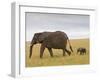 African Elephant and Baby (Loxodonta Africana), Masai Mara National Reserve, Kenya-Sergio Pitamitz-Framed Photographic Print