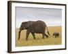 African Elephant and Baby (Loxodonta Africana), Masai Mara National Reserve, Kenya-Sergio Pitamitz-Framed Photographic Print