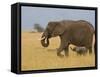 African Elephant and Baby (Loxodonta Africana), Masai Mara National Reserve, Kenya-Sergio Pitamitz-Framed Stretched Canvas