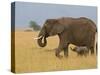 African Elephant and Baby (Loxodonta Africana), Masai Mara National Reserve, Kenya-Sergio Pitamitz-Stretched Canvas