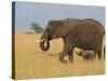 African Elephant and Baby (Loxodonta Africana), Masai Mara National Reserve, Kenya-Sergio Pitamitz-Stretched Canvas