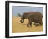 African Elephant and Baby (Loxodonta Africana), Masai Mara National Reserve, Kenya-Sergio Pitamitz-Framed Photographic Print