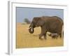 African Elephant and Baby (Loxodonta Africana), Masai Mara National Reserve, Kenya-Sergio Pitamitz-Framed Photographic Print