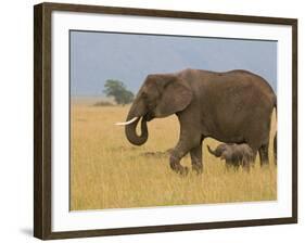 African Elephant and Baby (Loxodonta Africana), Masai Mara National Reserve, Kenya-Sergio Pitamitz-Framed Photographic Print