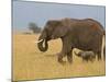 African Elephant and Baby (Loxodonta Africana), Masai Mara National Reserve, Kenya-Sergio Pitamitz-Mounted Photographic Print