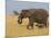 African Elephant and Baby (Loxodonta Africana), Masai Mara National Reserve, Kenya-Sergio Pitamitz-Mounted Photographic Print