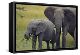 African Elephant and Calf Grazing-DLILLC-Framed Stretched Canvas