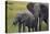 African Elephant and Calf Grazing-DLILLC-Stretched Canvas