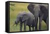 African Elephant and Calf Grazing-DLILLC-Framed Stretched Canvas