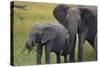 African Elephant and Calf Grazing-DLILLC-Stretched Canvas