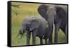 African Elephant and Calf Grazing-DLILLC-Framed Stretched Canvas