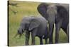 African Elephant and Calf Grazing-DLILLC-Stretched Canvas