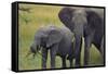 African Elephant and Calf Grazing-DLILLC-Framed Stretched Canvas