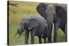 African Elephant and Calf Grazing-DLILLC-Stretched Canvas