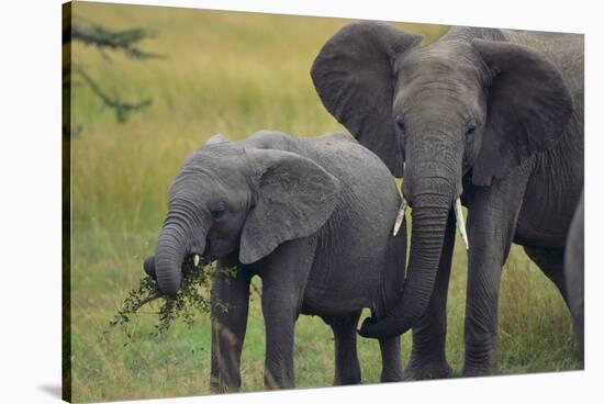 African Elephant and Calf Grazing-DLILLC-Stretched Canvas