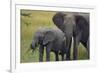 African Elephant and Calf Grazing-DLILLC-Framed Photographic Print