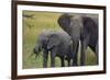 African Elephant and Calf Grazing-DLILLC-Framed Photographic Print