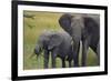 African Elephant and Calf Grazing-DLILLC-Framed Photographic Print