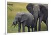 African Elephant and Calf Grazing-DLILLC-Framed Photographic Print