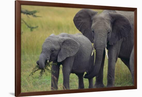 African Elephant and Calf Grazing-DLILLC-Framed Photographic Print