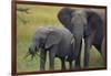 African Elephant and Calf Grazing-DLILLC-Framed Photographic Print