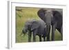 African Elephant and Calf Grazing-DLILLC-Framed Photographic Print