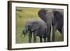 African Elephant and Calf Grazing-DLILLC-Framed Photographic Print