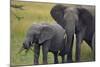 African Elephant and Calf Grazing-DLILLC-Mounted Photographic Print