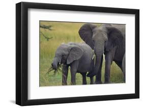 African Elephant and Calf Grazing-DLILLC-Framed Photographic Print