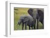 African Elephant and Calf Grazing-DLILLC-Framed Photographic Print