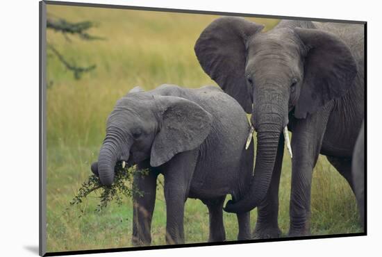 African Elephant and Calf Grazing-DLILLC-Mounted Photographic Print