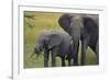 African Elephant and Calf Grazing-DLILLC-Framed Photographic Print