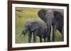 African Elephant and Calf Grazing-DLILLC-Framed Photographic Print