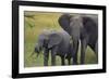 African Elephant and Calf Grazing-DLILLC-Framed Photographic Print