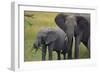 African Elephant and Calf Grazing-DLILLC-Framed Photographic Print