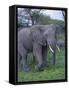 African Elephant and Calf in Grass-DLILLC-Framed Stretched Canvas