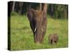 African Elephant and Calf in Grass-DLILLC-Stretched Canvas