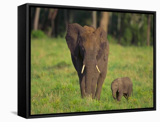African Elephant and Calf in Grass-DLILLC-Framed Stretched Canvas