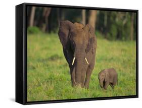 African Elephant and Calf in Grass-DLILLC-Framed Stretched Canvas