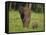 African Elephant and Calf in Grass-DLILLC-Framed Stretched Canvas