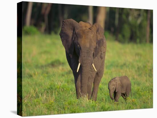 African Elephant and Calf in Grass-DLILLC-Stretched Canvas