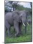 African Elephant and Calf in Grass-DLILLC-Mounted Photographic Print