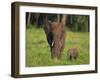 African Elephant and Calf in Grass-DLILLC-Framed Photographic Print