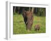 African Elephant and Calf in Grass-DLILLC-Framed Photographic Print